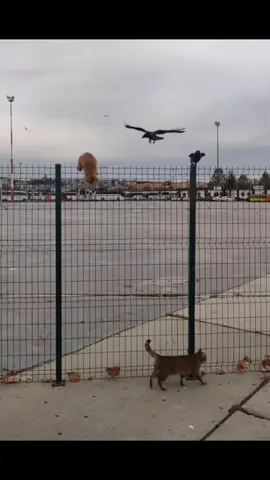Cats jump over fences!  #Cats #FunnyCats #CatFails #CatTok #JumpFail 
