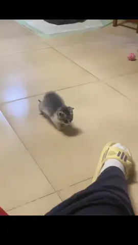 So cute #cutecat #pet #kucing #kitty 