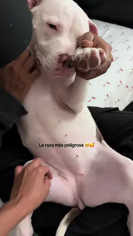 La princesa consentida de la casa  #pitbull #pitbullsoftiktok #puppy 