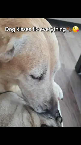 Dog kisses fix everything🐾😘 #pugs #labradorretriever #cute #fyp #zyxcba 