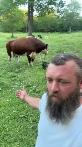 #rufusthebull #redfordthebull 