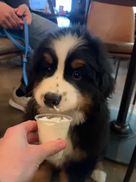 POV you just peaked and you’re only 8 weeks old  #dogs #puppylove #cutepuppy #bernesemountaindog #fyp 