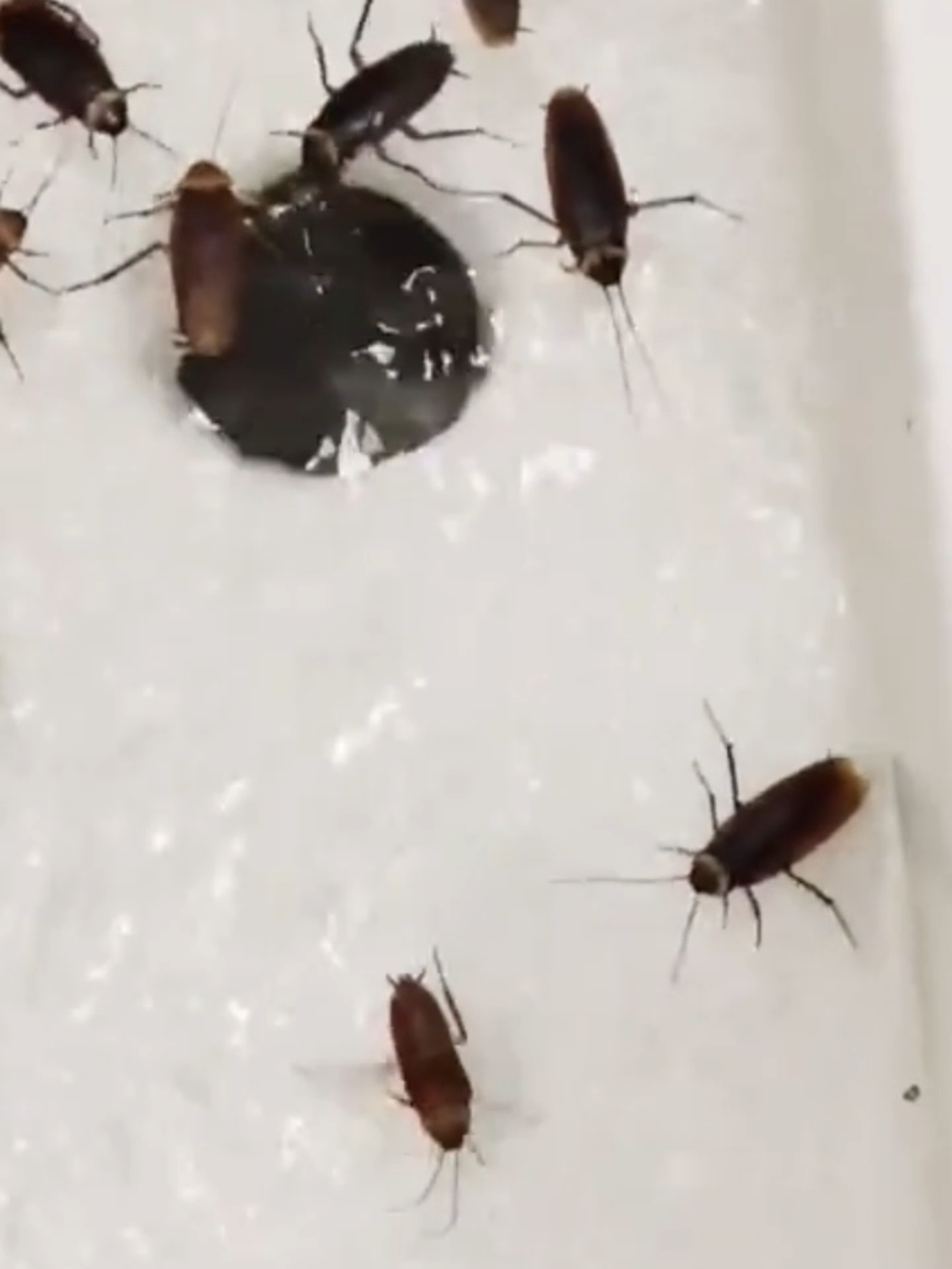 🪳 Marre des cafards ? Voici la solution ! ✅ Résultats visibles en seulement 5 à 6 jours 🌿 Sécuritaire pour la famille & respectueuse de l’environnement 🏠 Dites adieu aux nuisibles et retrouvez un foyer sain ⬇️ Découvrez LUXIVAC et rejoignez la communauté des foyers tranquilles ! #anticafards #astuceMaison #cafard #astuce #anticafard #MaisonPropre #produitsnaturels #maison #punaisesdelit #marseille #toulouse #lyon #iledefrance #bordeaux #france #belgium #suisse #luxembourg🇱🇺 #trucdefou #news #actu #divertissement #tvd #concert #foryou#fyp#pourvouspage#trending #viral #vidéosvirales #foryoupag #foryoupage❤️❤️#trendalert#tiktoktrend#explorer#tiktok2025#tren #viralpost#pourvous#challenge #été #été2025 #summer2025🌴☀️