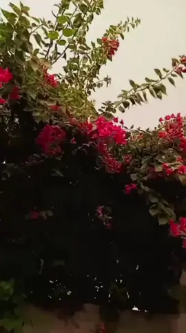 words💯#plzunfreezemyaccout #grow #account #foryou #foryoupage 