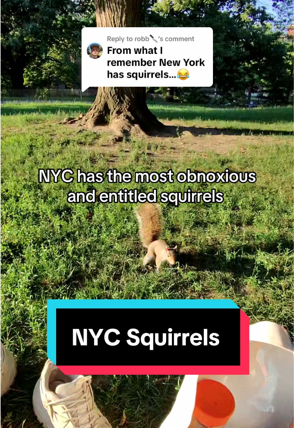 Replying to @robb🔪 all I wanted is to get some sunshine in a park but the squirrel didn’t want to leave me alone! NYC squirrels are a menace! 