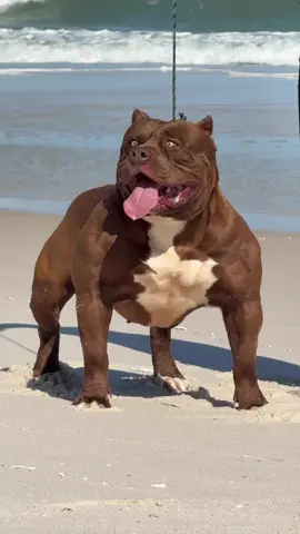 SCORPION NA PRAIA! #pet #pet #americanbully #pitbull #dogs 
