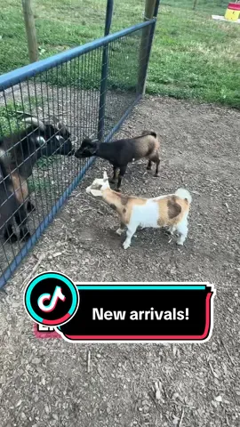 The Twilight gang is growing!! Welcome home Emmet and Jasper! Thank you so much @Katie Van Slyke #goat #farm #farmlife 