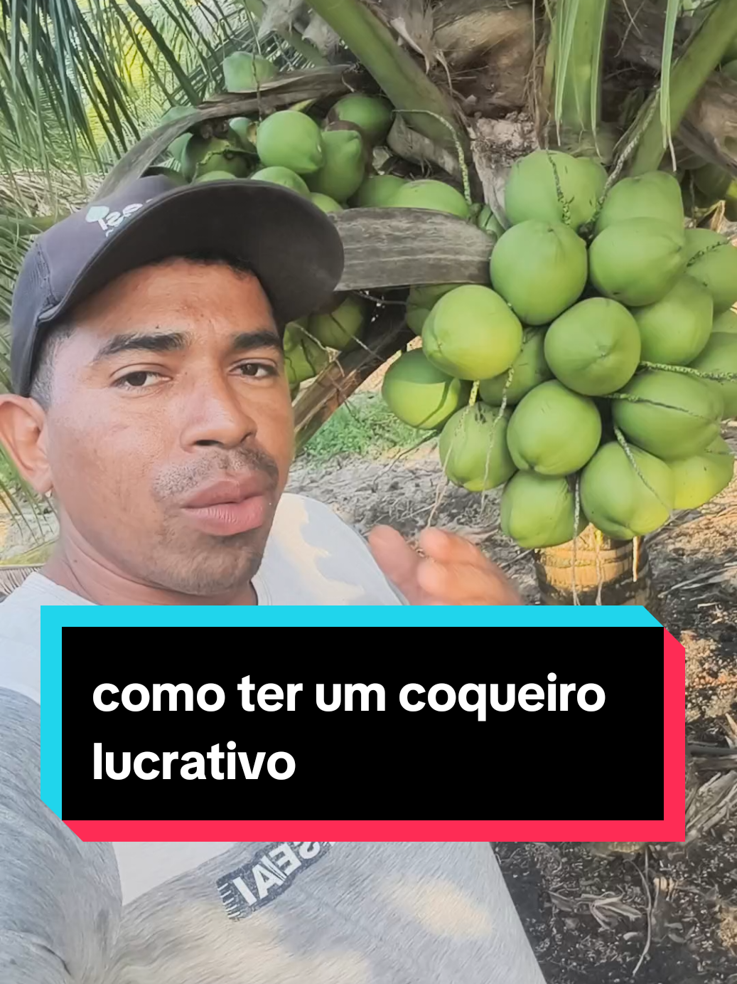 como ter um coqueiro lucrativo #ProduçãoDeCoco #Agricultura #agro #fyp #foryou 