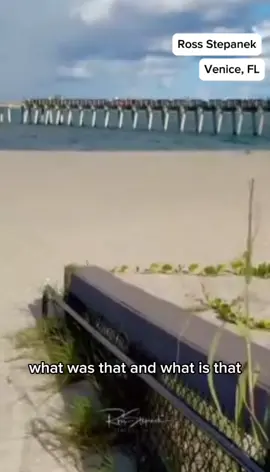 Check out this bobcat on a Florida beach!  Thanks to Ross Stepanek for sharing the video #bobcat #wildlife #beach #florida #venice 