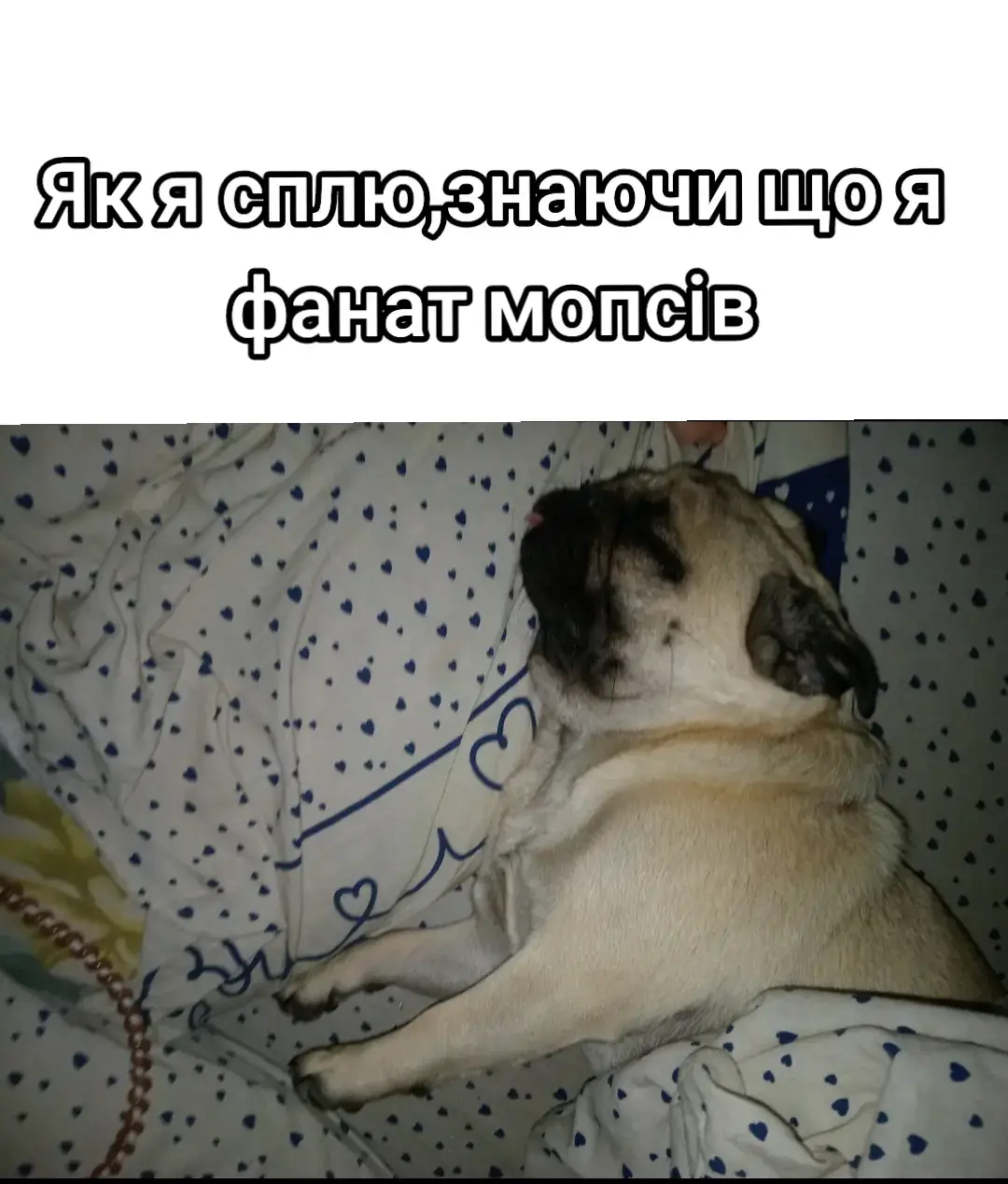 #мопс 