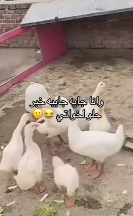 #الشعب_الصيني_ماله_حل😂😂 #اكسبلورexplore_ 