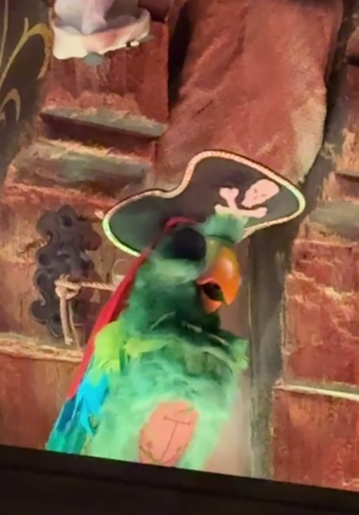 We’ve got mermaids AND A FIRST LOOK AT RUMMY THE PARROT! You can meet him at #MagicKingdom’s upcoming lounge The Beak and Barrel, opening August 29th! #WaltDisneyWorld #DisneyParks #PiratesoftheCaribbean #disneytiktok 