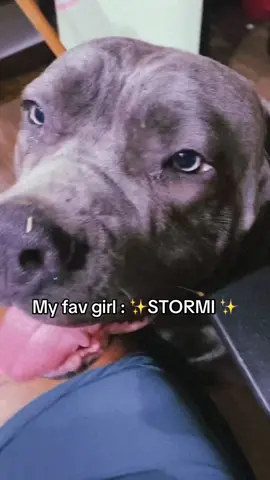 Introducing My big girl: Stormi 🎀✨  #explorepage✨ #canecorso #dogmomlife #viral 