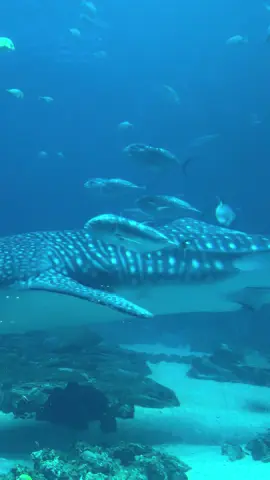 I’m so glad to have been able to see you for my birthday, something I told my partner was the best date I’ve ever been to. Thank you Taroko #taroko #georgiaaquarium #whaleshark #rip 