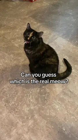 It’s tough, I know 😮‍💨 #cattok #catmeow #funny #tortie #trending 
