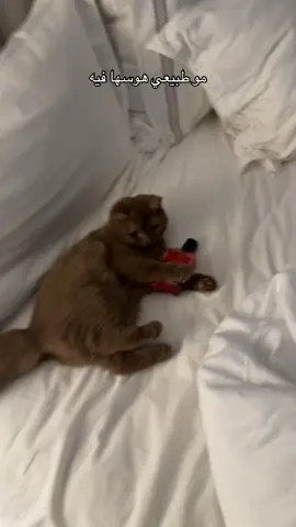 وش سويتوا بقطوتي يا فيمونت @فيمونت - VEMONT 