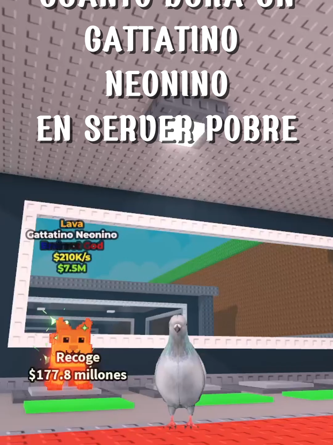 cuanto dura un gattatino en server publico #robloxfyp #stealabrainot #fypp