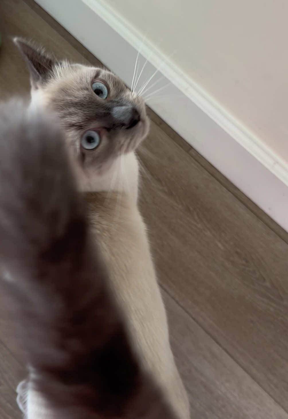 handsome man #catsoftiktok #kitten 