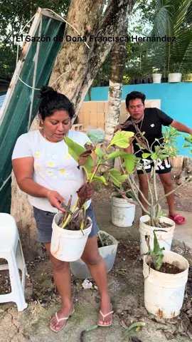Chiquillos vamos acomodar las plantas de la casa ahora que ya se terminó de construir la barda #doñaverito #doñacataydominga 