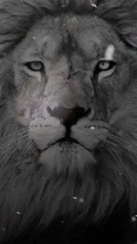 الحياة  #اكسبلور #ترند #خواطر #كلمات #فديهات_تصميم🥺💕 