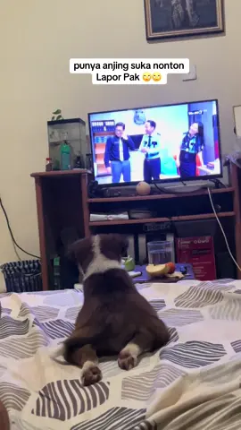 Punya anjing suka Nonton Lapor pak  @LaporPak Official 🙄 #laporpaktrans7 #fyp #bali #anjinglucu 