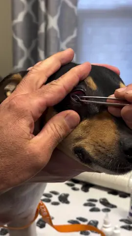 Ouch! This dog is feeling so much better after Dr Alex removed a hidden foxtail from her eye! #veterinarymedicine #vettech #foxtails
