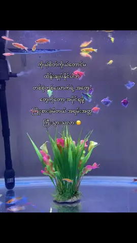 အတ္တကြီးနေလာ🥺