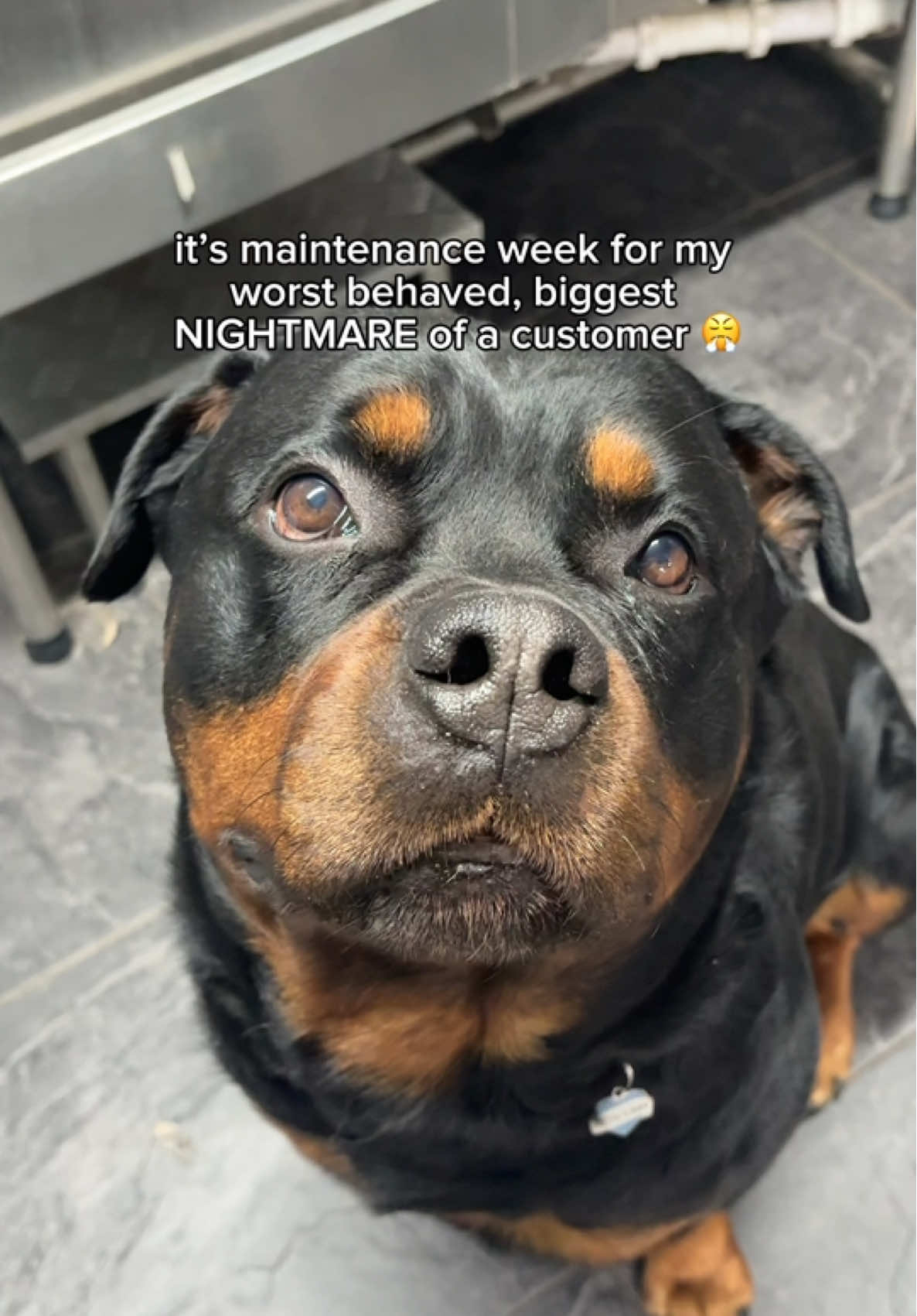 on nos he’s back again, however will I cope 😭 #rottie #rottweiler #daltontherottie #fyp 