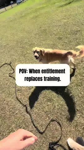 His golden retriever was body-slamming another woman’s dog when she spoke up. His answer? “Go home if you don’t like it.” Minutes later, his dog ran straight into my training space. And when I called him out? Silence. This is the problem: no recall, no respect — just entitlement.