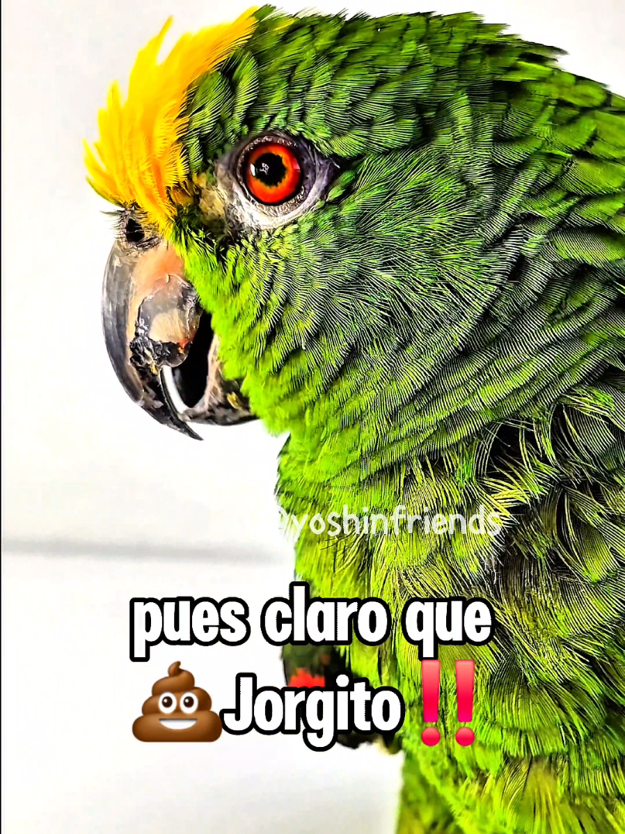 Cuando el Alumno supera al Maestr@☝️🤷🏼‍♀️🤣 #humormexicano  #humordelbueno #comedyshorts #foryoupage #humorlatino 