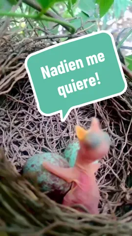 #calvin #lonely #bird #cry #nadiemmequiere 