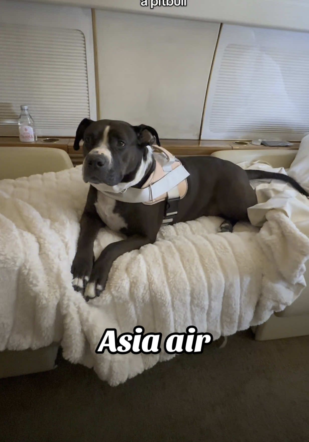 From the shelter to Hollywood she goes 🤘🏼