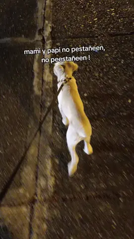 ossi ❤️ 😍.  de bebesito ha niño grande !! #perrostiktokers 