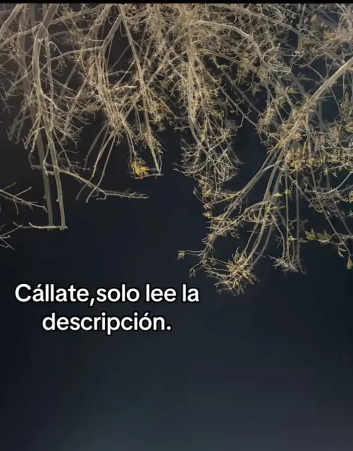 Holaa, no se si esperabas esto, pero siento que necesito hablarte, aunque sea desde aquí. Estos días sin ti han sido un mar de emociones, no dejo de pensar en ti, en nosotros, en lo que teníamos y en lo que aún podríamos construir. Me pregunto cómo estás, si has estado bien, si has comido, porque aunque ya no estemos como antes, me sigues importante, solo leela.... Sé que probablemente pienses que estoy insistiendo demasiado, pero, ¿cómo no le voy a insistir a alguien que le devolvió en brillo a mis ojos? No quiero que creas que no soy consciente de mis errores, porque lo soy, sé que fallé, sé que te decepcioné en momentos donde más necesitabas que te cuidara, pero también sé que ambos cometimos errores, y creo, desde lo más profundo de mí que eso no significa que debamos rendirnos, porque - lo que teníamos era real, lo que sentimos no era cualquier cosa, y no quiero dejarlo ir. Estos días han sido difíciles, me he sentido perdido, como si una parte de míse hubiera quedado en silencio, y no puedo evitar pensar en nosotros, en las promesas que nos hicimos, en las palabras que medecins: 