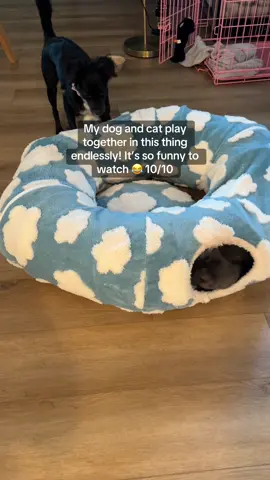 This is the best thing I’ve ever bought for pet entertainment haha