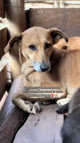#doglovers #viraltiktok 