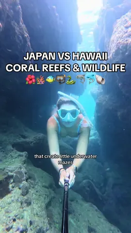 Okinawa vs Hawaii 🌊🐠 Which reef wins? 👀 Watch to the end & tell me where YOU’D dive👇 Follow to see when I finally find a venomous sea snake 🐍🪸 #okinawa #japan #freediving #hawaii #bigislandhawaii 