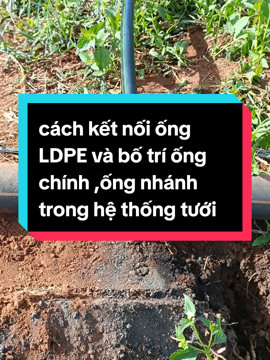 cách kết nối ống LDPE và bố trí ống chính ,ống nhánh trong hệ thống tưới 