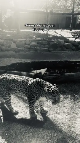 ⚔️.               #keşfet #fyppppppppppppppppppppppp #bursa #öneçıkar 