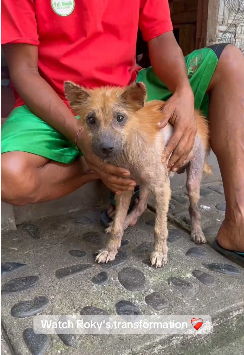 Saving lives together with you❤️ During our health day in June we were approached by Bapak Arjana who saw us picking up animals for sterilization and asked if we could look at his dog too. Rocky was rescued off the street by his daughter Yukti. With just eight months of age, he already suffered from a skin condition so severe that his almost hairless body was covered in infected sores from the intense itching. We helped this little boy and provided deworming and the needed medication that effectively treated his mange. Medicated shampoo soothed his skin topically and regular additional nutritious food fastened his recovery. Only two months later Rocky has fully healed. He not only made a beautiful physical comeback, but he also became happier in his personality. Now that he is healthy we will vaccinate and neuter him through our program for a better future life. Your support has made this wonderful transformation for Rocky possible. With your donation you allow us to improve the lives of dogs like him. Please keep helping us heal many more who are still out there suffering. USD 5 helps to deworm one dog. USD 10 helps to feed one dog for one week. USD 25 helps to treat mange in up to four dogs. USD 50 helps to vaccinate + sterilize one dog. Click the link in our bio to donate or sign up on our medication tier on Patreon for monthly support. From our hearts to yours, thank you so much. We appreciate you.🙏 #bali #dogs #fyp #viral #animalcharity     
