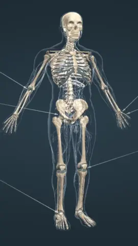 🦴💪 Venha aprender de forma simples e prática sobre as articulações do corpo humano! Neste vídeo, você vai descobrir como elas funcionam, quais são os principais tipos e por que são tão importantes para nossos movimentos do dia a dia e nas atividades físicas. 🔎 Entenda: ✔️ O que são articulações ✔️ Classificação e exemplos no corpo ✔️ Funções e cuidados para mantê-las saudáveis Se você quer aprender Anatomia de um jeito fácil e didático, esse vídeo é pra você! 🎯 #Anatomia #EducaçãoFísica #Articulações #CorpoHumano #Aprendizado 