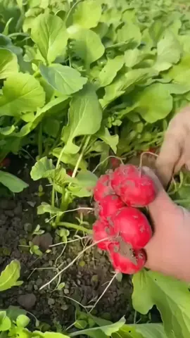 Hạt giống Củ Cải Đỏ dễ trồng #hatgiong #hatgiongcucaido #cucaidobaby #trongrau #muataitiktokshop 