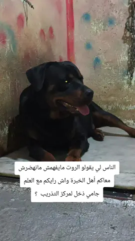 #pourtoi #viral #CapCut #fyp #الشعب_الصيني_ماله_حل😂😂 @Abdl Moumen Doulv @PITBULL DZ 🇩🇿 @👑  ᴅᴏɢʟᴀɴᴅ 👑 @Zakioumlil 