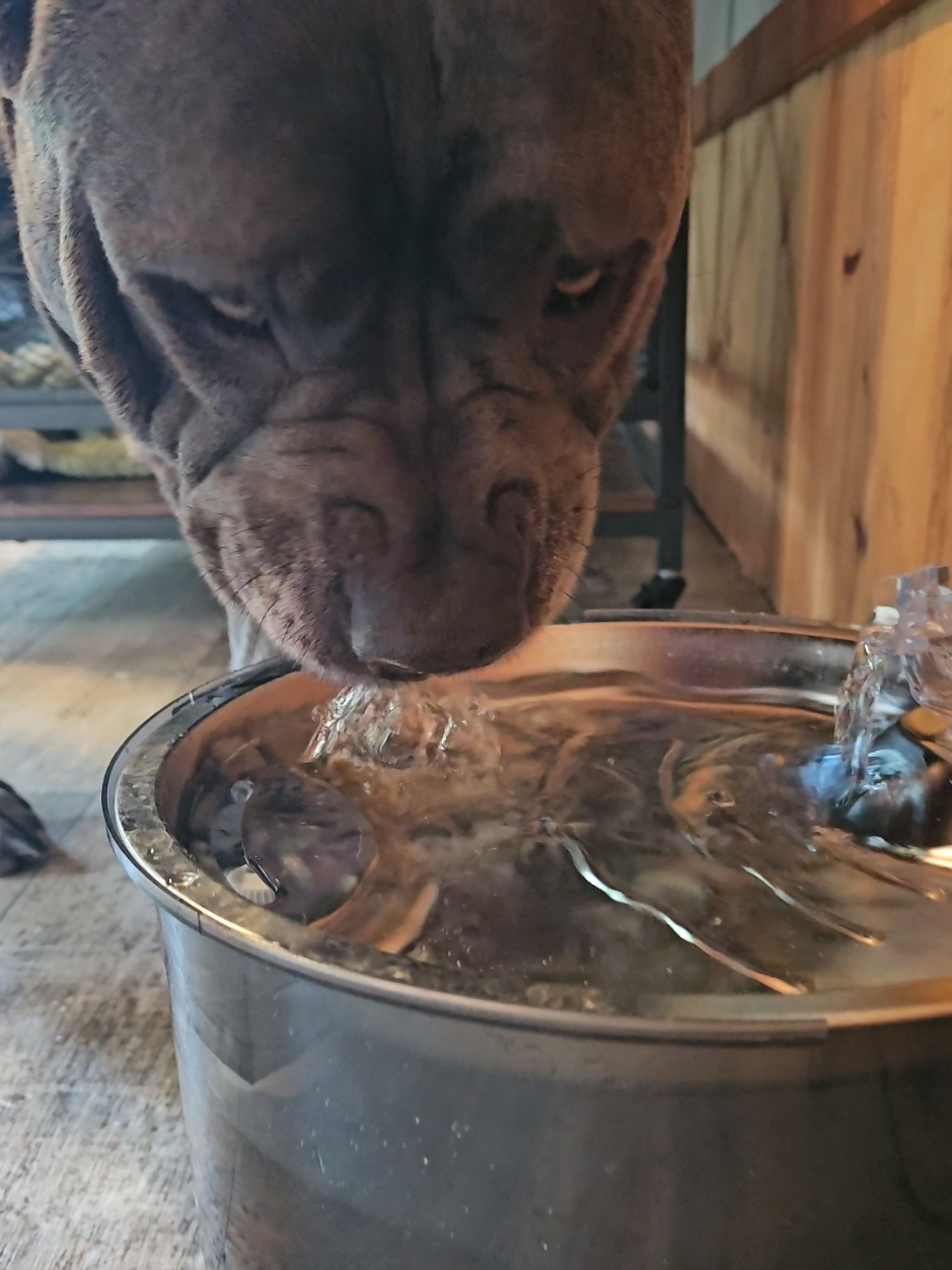 I will be setting these up everywhere ⛲️💦 #canecorso #italianmastiff #salmoncreekcanecorso #petwaterfountain #dogsoftiktok 