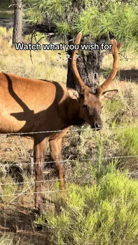 Never ran so fast in my life!!!  #zion #zionnationalpark #wildlife #Hiking #bucketlist