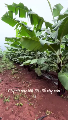 Cây cỡ này mình bắt đầu nuôi cây con để chọn lứa f1 ạ