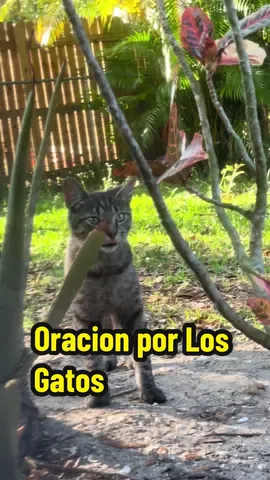 Oracion por Los Gatos #gato#oracion#cats#gatolovers #gatitos 