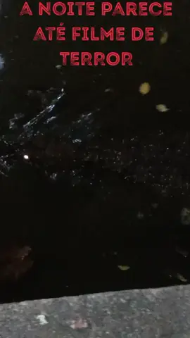 Jacaré a noite na favela 