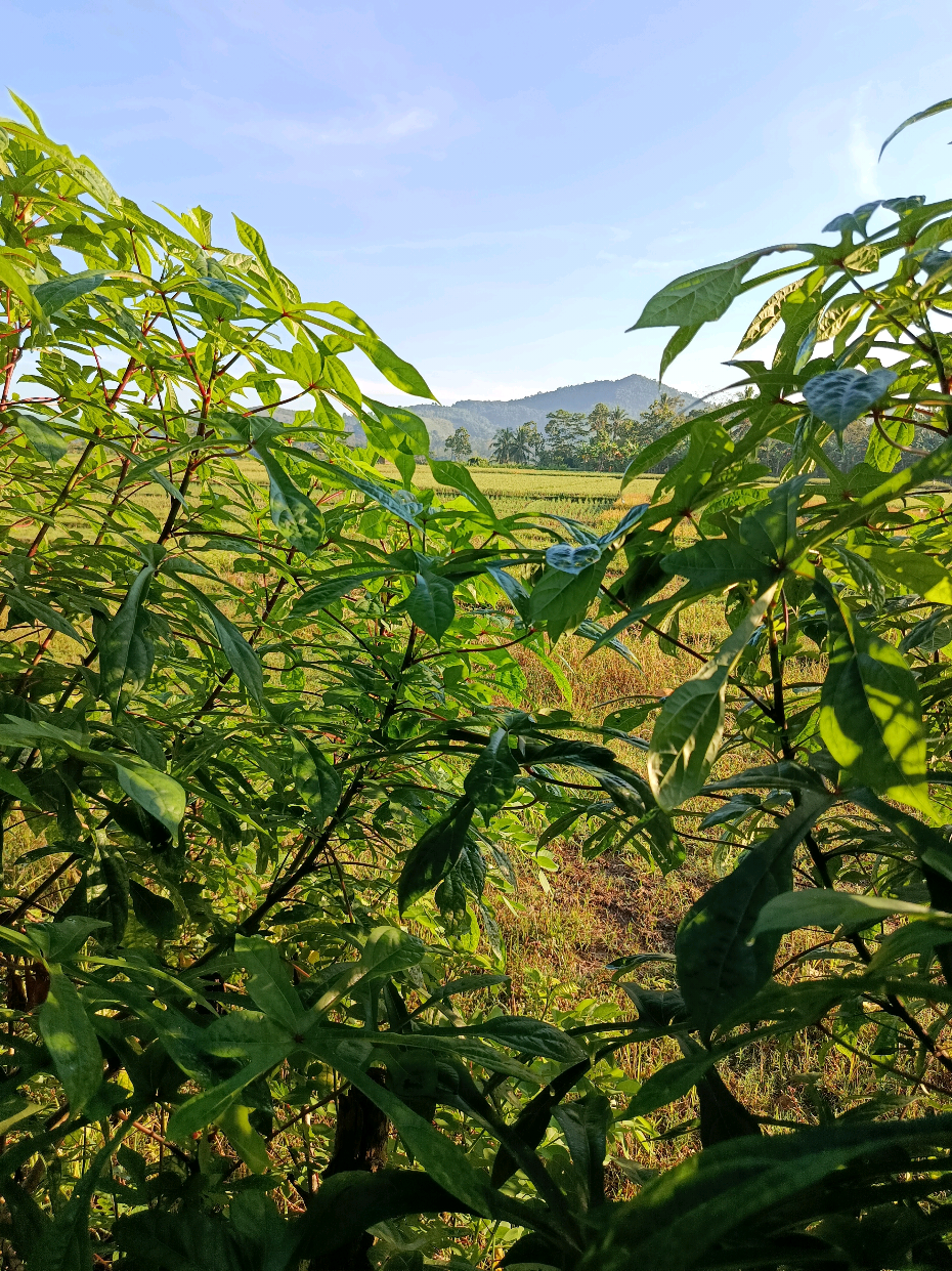 Pohon Gedi Merah (Abelmoschus manihot L.): Deskripsi, Manfaat, dan Pemanfaatan   Pohon gedi merah, yang dikenal secara ilmiah sebagai Abelmoschus manihot L., adalah tanaman herbal dengan ciri khas daun berwarna hijau terang, hijau tua, hingga merah keunguan. Sekilas, daunnya menyerupai daun pepaya Jepang, meskipun keduanya berbeda. Bibit daun gedi ini tersedia di Pasir Ukir, Kecamatan Pagelaran, Pringsewu, Lampung.   Kandungan dan Manfaat Kesehatan Daun Gedi Merah   Daun gedi merah kaya akan nutrisi yang memberikan berbagai manfaat kesehatan, antara lain:   - Kesehatan Mata: Kandungan vitamin A yang tinggi membantu menjaga kesehatan mata. ​ - Kepadatan Tulang: Konsumsi rutin dapat membantu menjaga dan memperkuat tulang, serta mencegah osteoporosis. ​ - Potensi Anti-Kanker: Ekstrak daun gedi telah terbukti bermanfaat dalam melawan dan menghambat pertumbuhan sel kanker seperti kanker payudara, kanker lambung, dan kanker darah.   Pemanfaatan Daun Gedi Merah   Daun gedi merah memiliki beragam pemanfaatan:   - Kuliner: Di Sulawesi dan Papua, daun ini populer diolah dengan cara ditumis bersama cabai dan bawang putih. ​ - Obat Tradisional: Kandungan alaminya dapat membantu menyehatkan tubuh dan mencegah berbagai penyakit. ​ - Pakan Ternak: Di Sumatera dan Jawa, daun gedi dikenal sebagai 