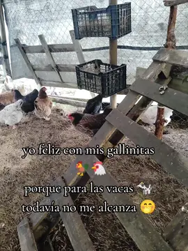 hermosas mis niñas 🤩  #gallinasfelices #gallitofeliz #campo #feliz #vienenmas 